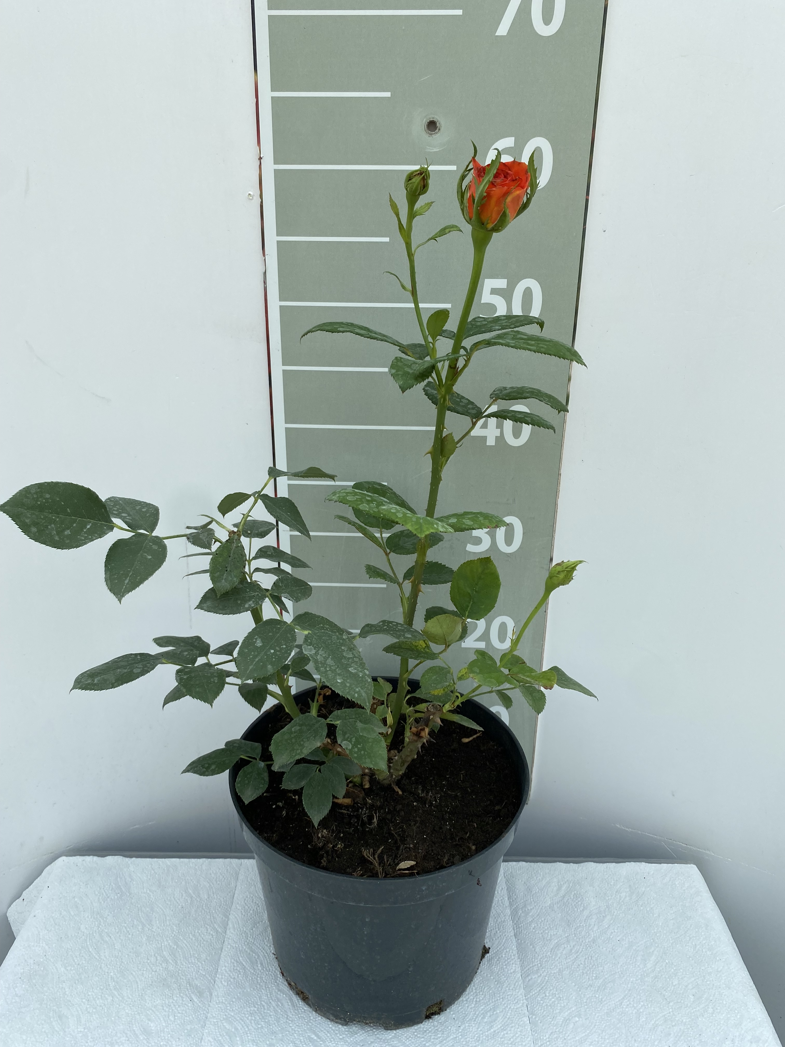 Роза чайно-гибридная Спрайтс v5 Lav 