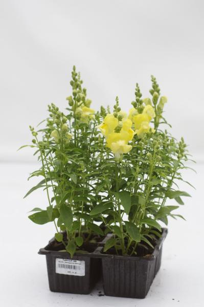 Львиный зев (Антирринум) кассета 4шт ЕГ 