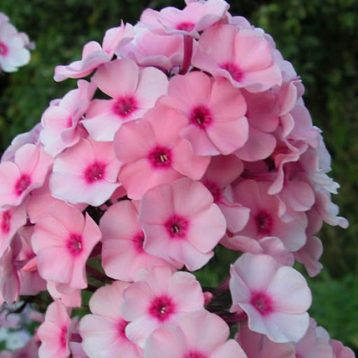 Флокс метельчатый Милена С2 ЦО 