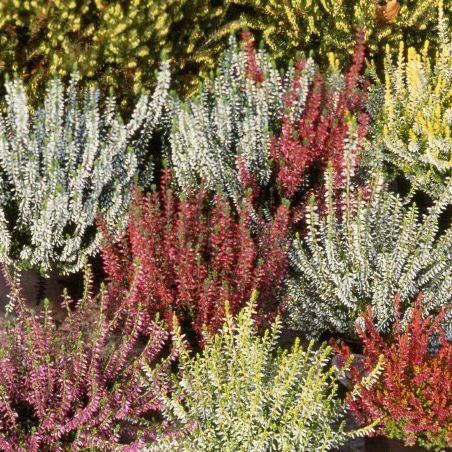 Вереск микс  Р11 