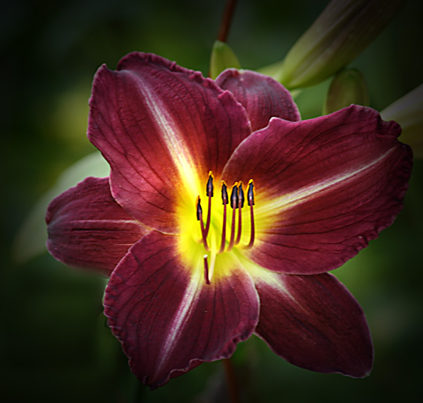 Лилейник Апрез Мо, Tim 