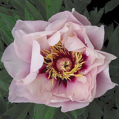 Корневище Пион ИТО-гибрид Кора Луиза 2-3 1шт Поиск 