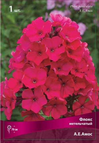 Кореневище Флокс метельчатый А.Е.Амос  1шт Поиск 