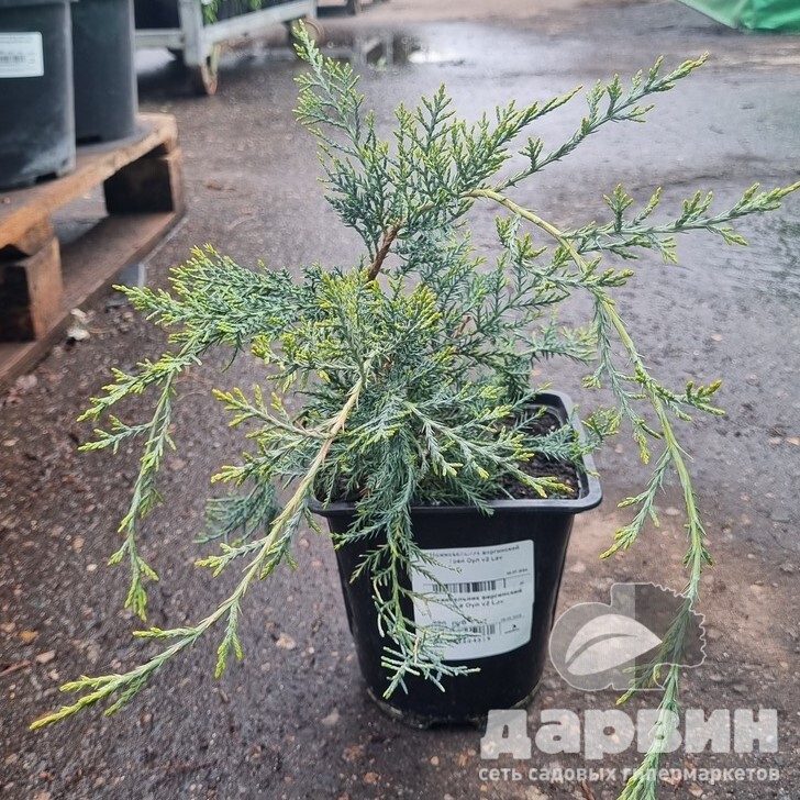 Можжевельник виргинский Грей Оул v2 Lav по цене  Можжевельник виргинский Грей Оул v2 Lav