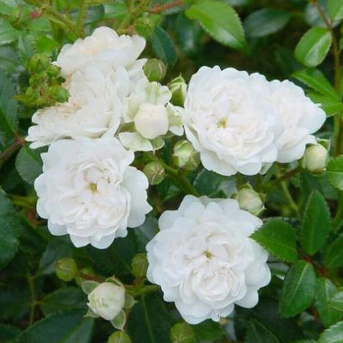 Роза почвопокровная Вайт Фейри v2 Tim 