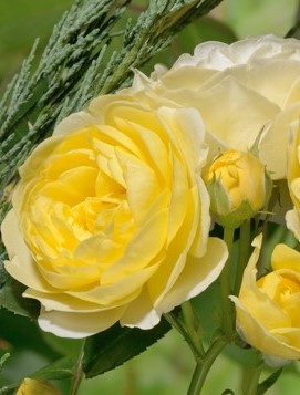 Роза флорибунда Комтесс дю Барри в коробке AV 