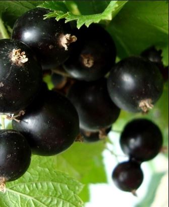 Смородина черная Орловская серенада С2 ЦО 