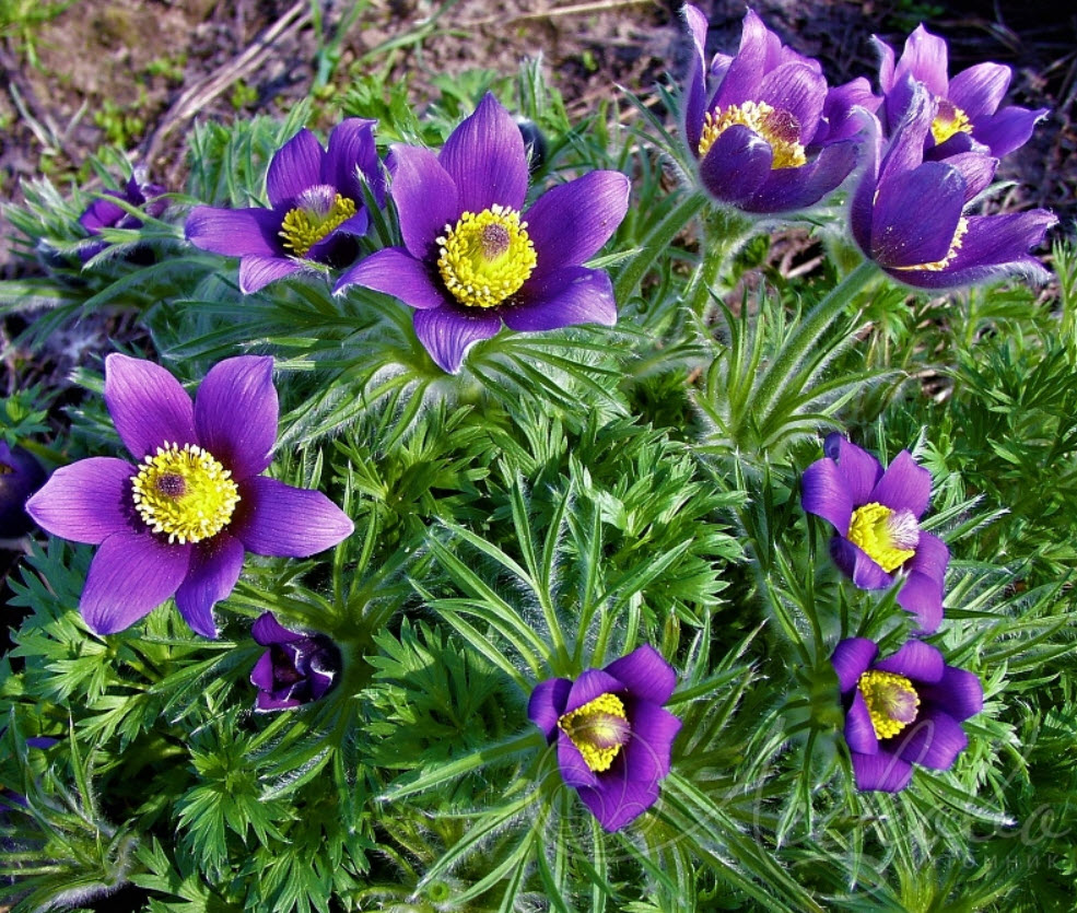 Прострел p9 Push 