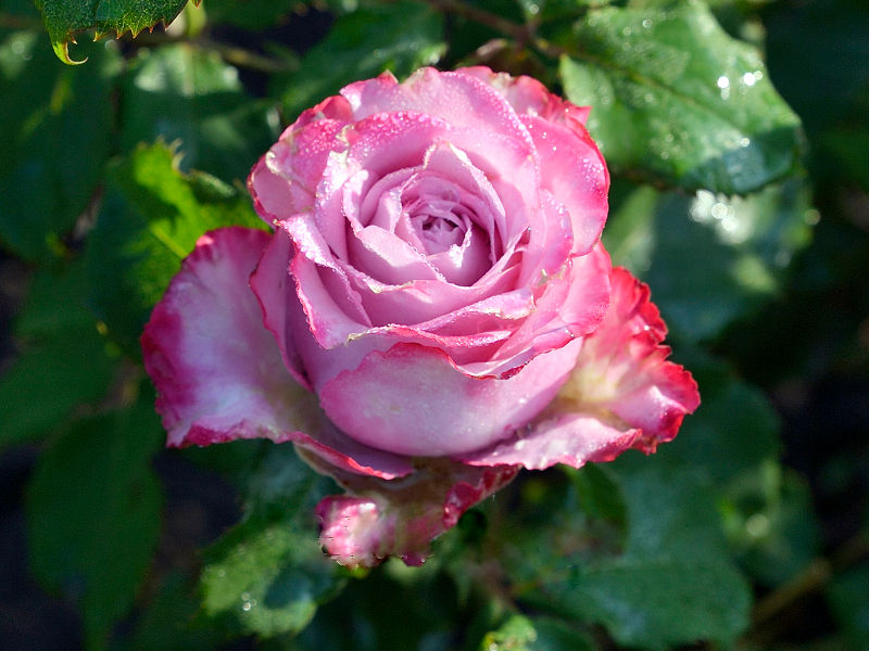 Роза чайно-гибридная Дип Ватэ в коробке ЦО 