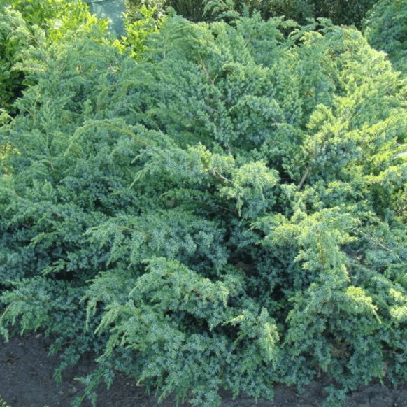 Можжевельник чешуйчатый Ханненторп v5 Lav 