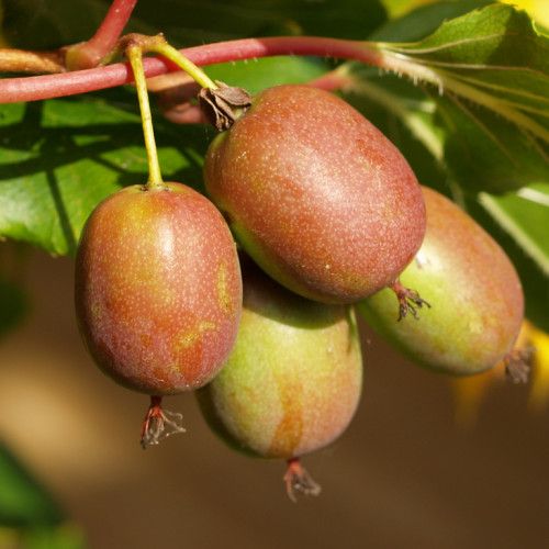 Актинидия Аргута Кассиопея v2-3 Tim 