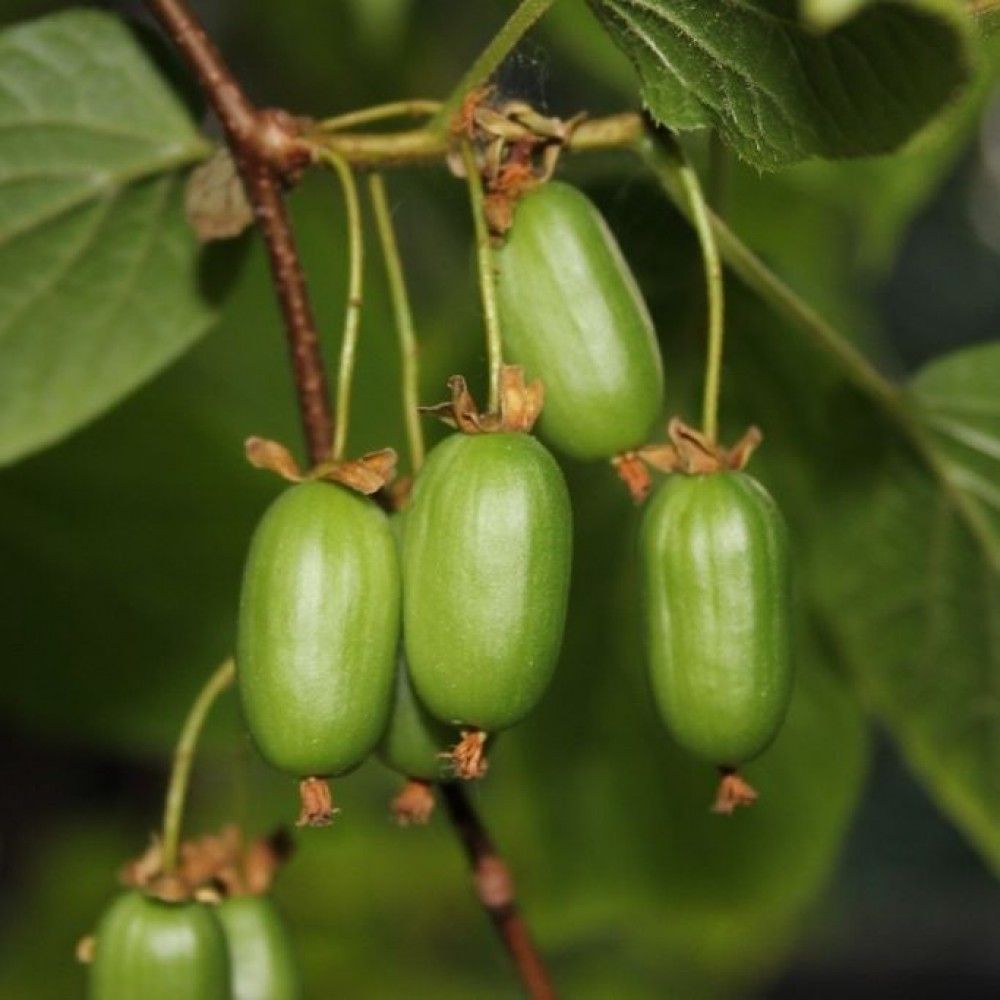 Актинидия Аргута Таежный изумруд v2-3 Tim 