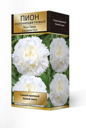 Кореневище Пион молочноцветковый Мун овер Баррингтон 1шт Поиск 