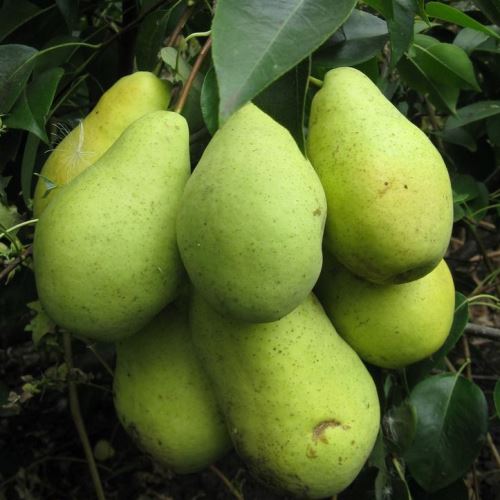 Груша Февральский сувенир 3-х летка 