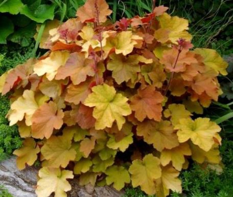 Гейхера гибридная Карамель I 1шт Поиск 