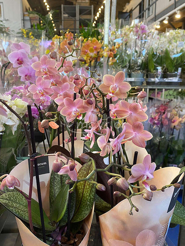 Фаленопсис 2 ст Арома микс d12 h35 