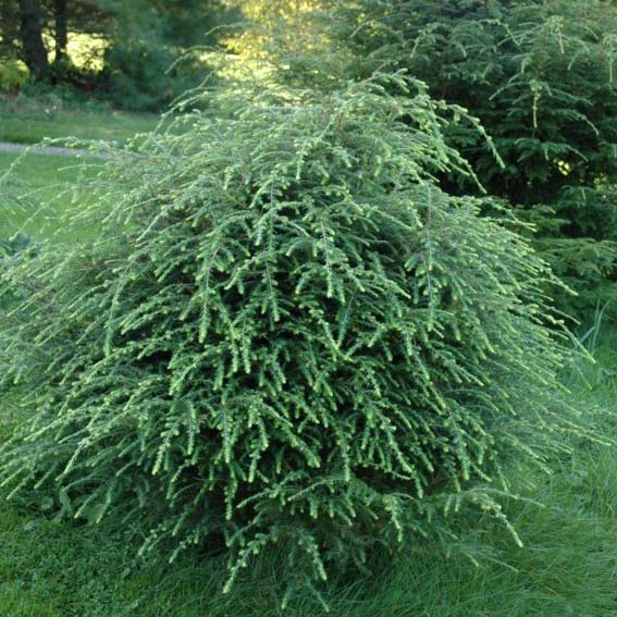 Растение тсуга канадская Анне с3/15-20 Lt 