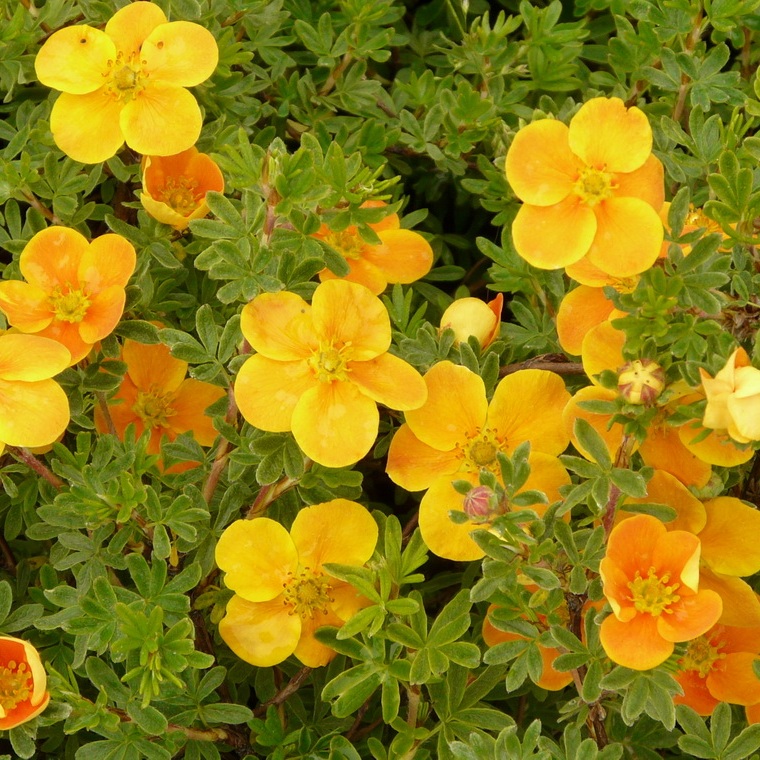 Лапчатка кустарниковая Танджерин v5-7 Tim 