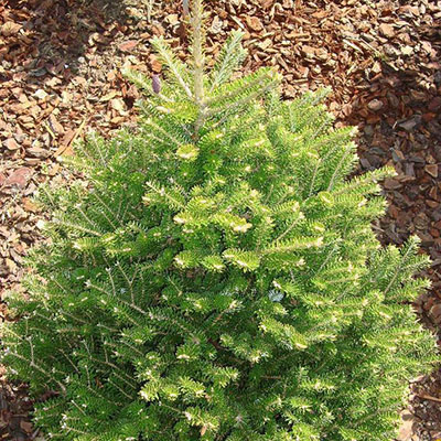 Растение пихта корейская Молли С3, BL 