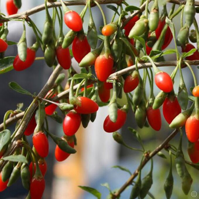 Годжи Корен Биг С2 Н20-40 ЦО 