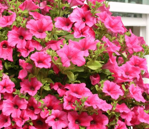 Петуния розовая кассета Е6 ЕТК 