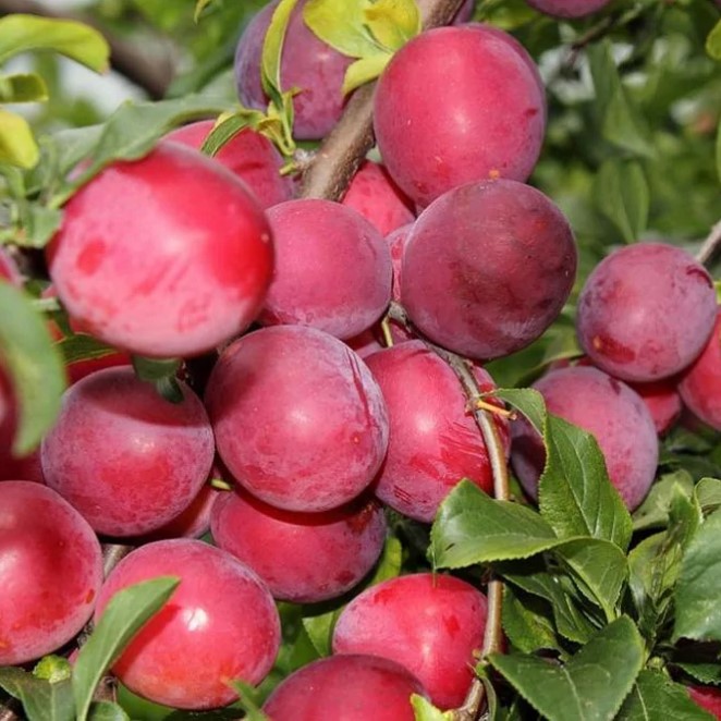 Слива Опал v5 100-140 Lav 