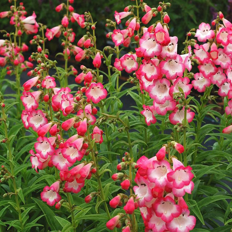 Пенстемон d 11 Tim 