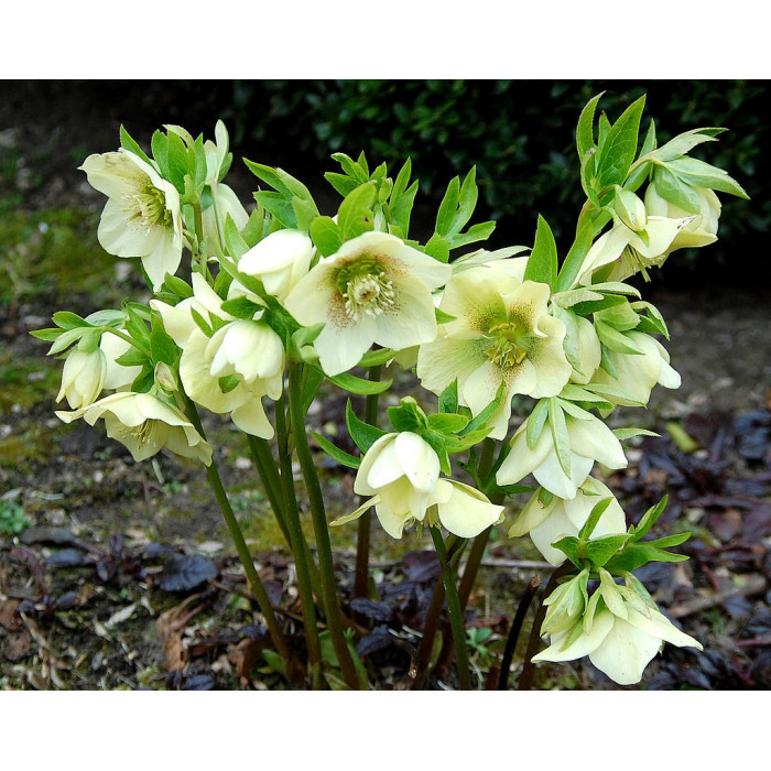 Морозник в ассортименте v5 BIX 