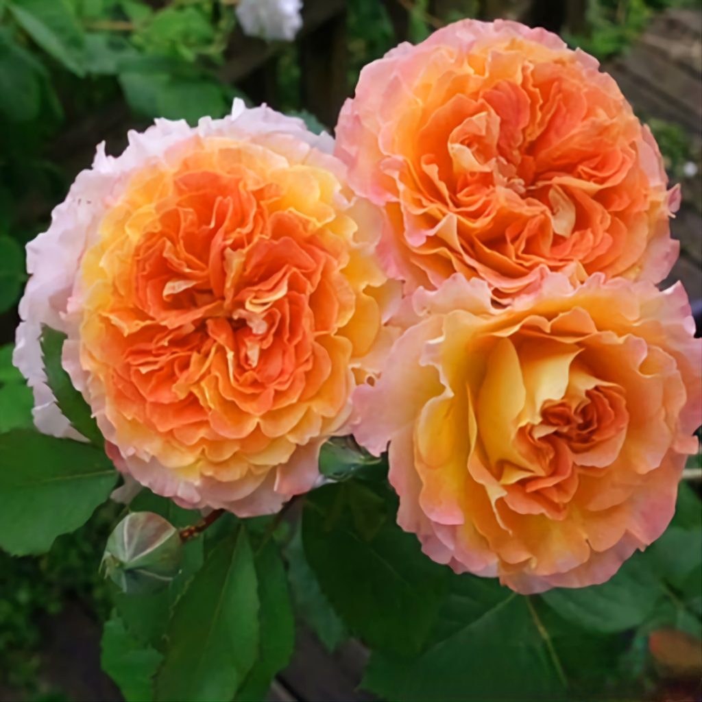 Роза почвопокровная Джефф л Артист v5 Lav 