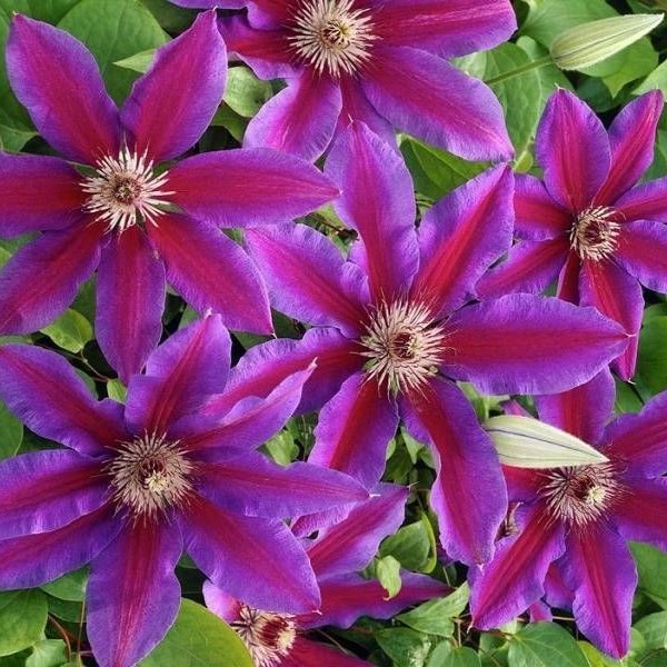 Клематис Акаиши Р9 