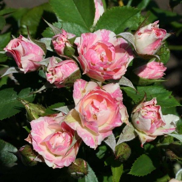 Роза спрей Пинк Флеш v5 Lav 