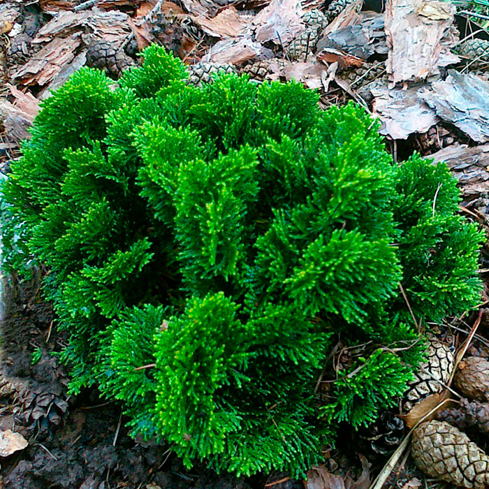 Растение кипарисовик тупой Пигмея ауресценс C10, 40-60 Bor 