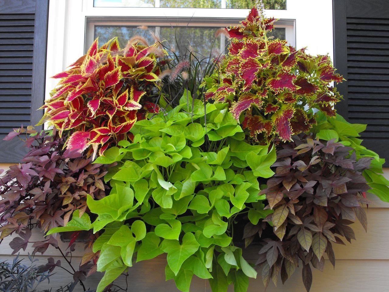 Ипомея ампельная 3-х цветная D23 ПВ 