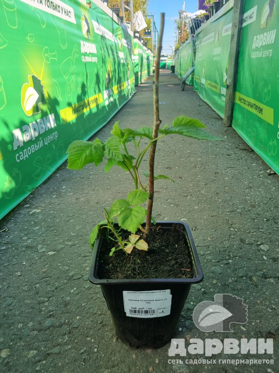 Малина Соколица красн v2 Tim 