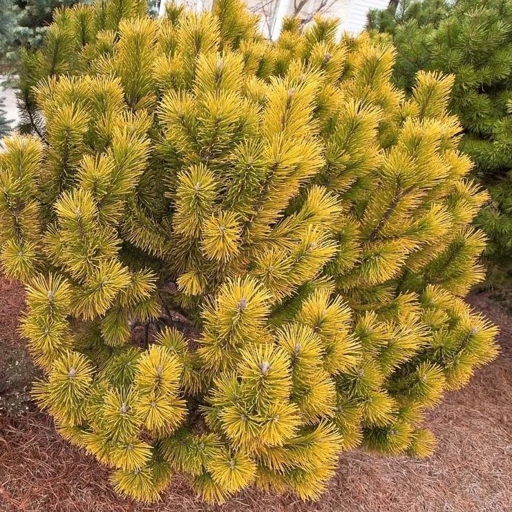 Сосна горная Карстенс Винтерголд 20-30 cm Mt 