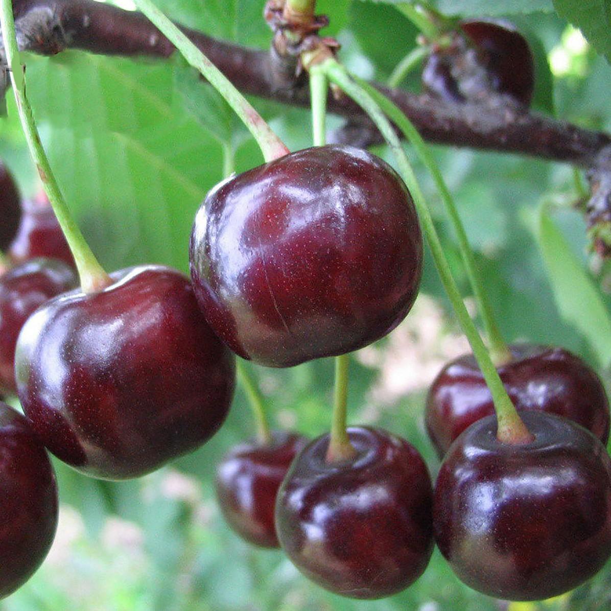 Вишня Чудо-вишня С7,5 100-140 ЦО по цене  Вишня Чудо-вишня С7,5 100-140 ЦО