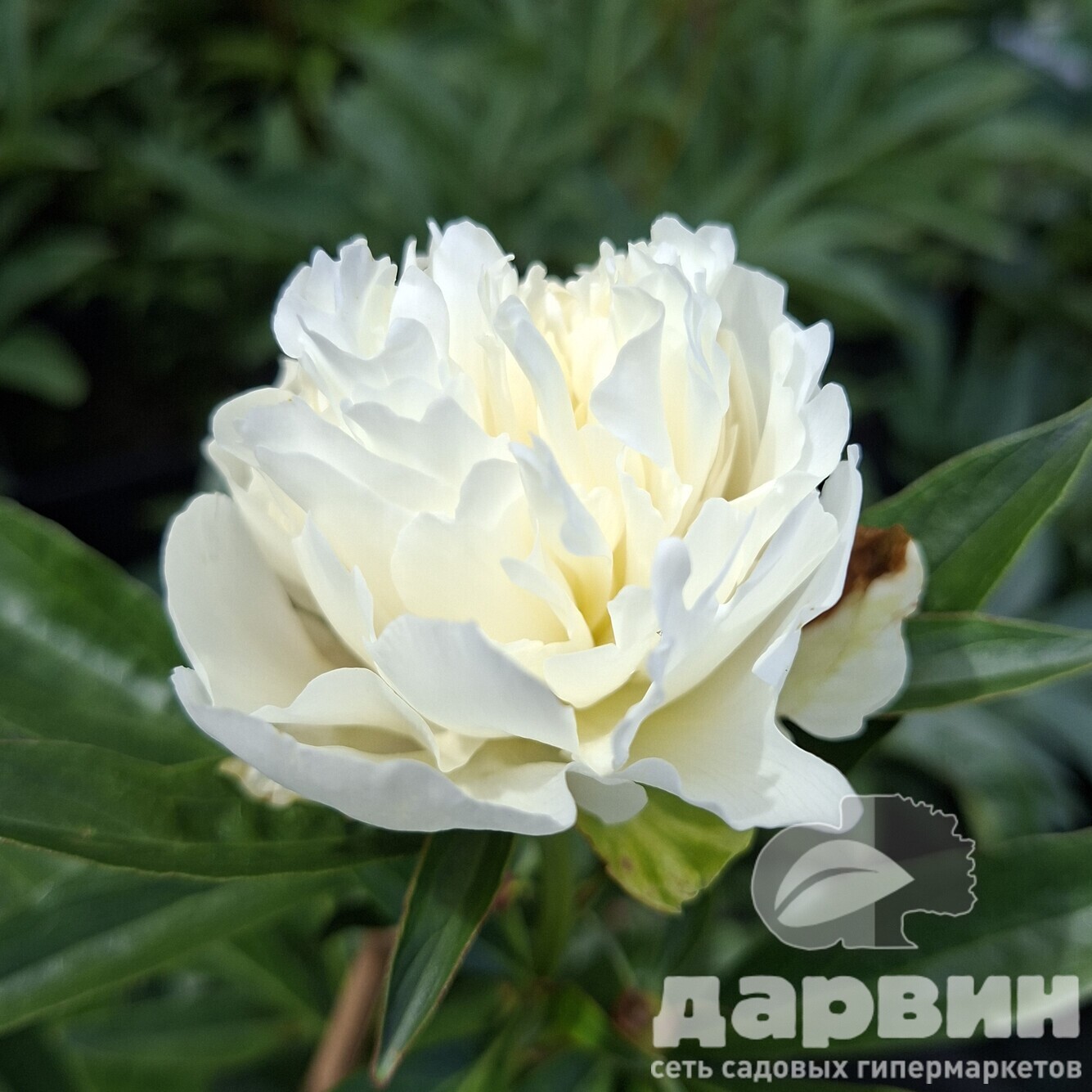 Пион Дюшес де Немур v5 Tim 