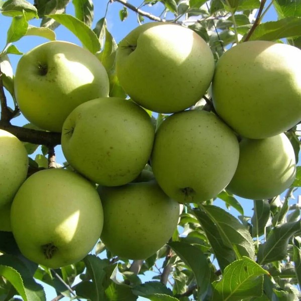 Яблоня Ренет симеренко v7 100-140 Lav 