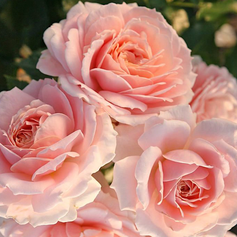 Роза флорибунда Кремоса штамб v11 90см Dem 