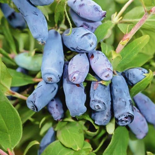 Жимолость съедобная Камчадалка v5 Tim 