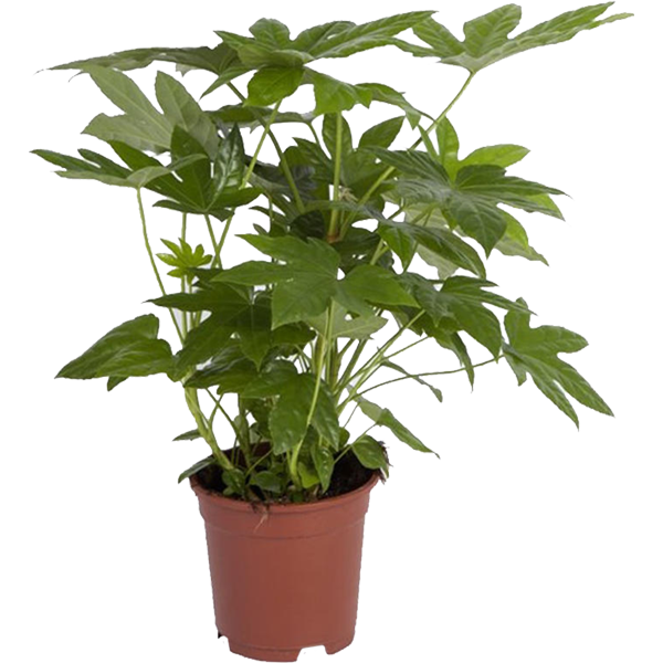 Фатсия Японика d21 