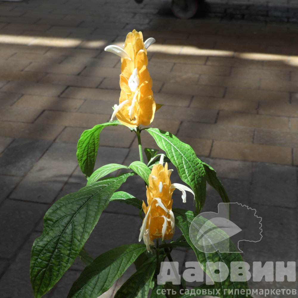 Пахистахис d9 ХР 