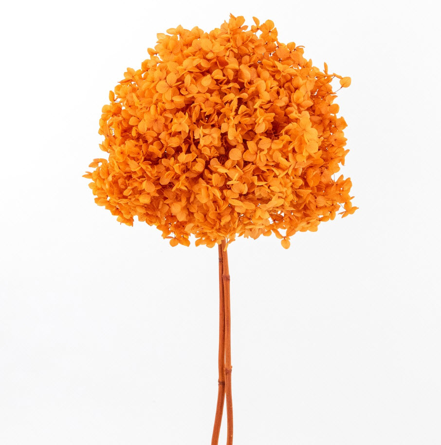 Сухоцветы Гортензия 60-65см, оранжевый по цене 