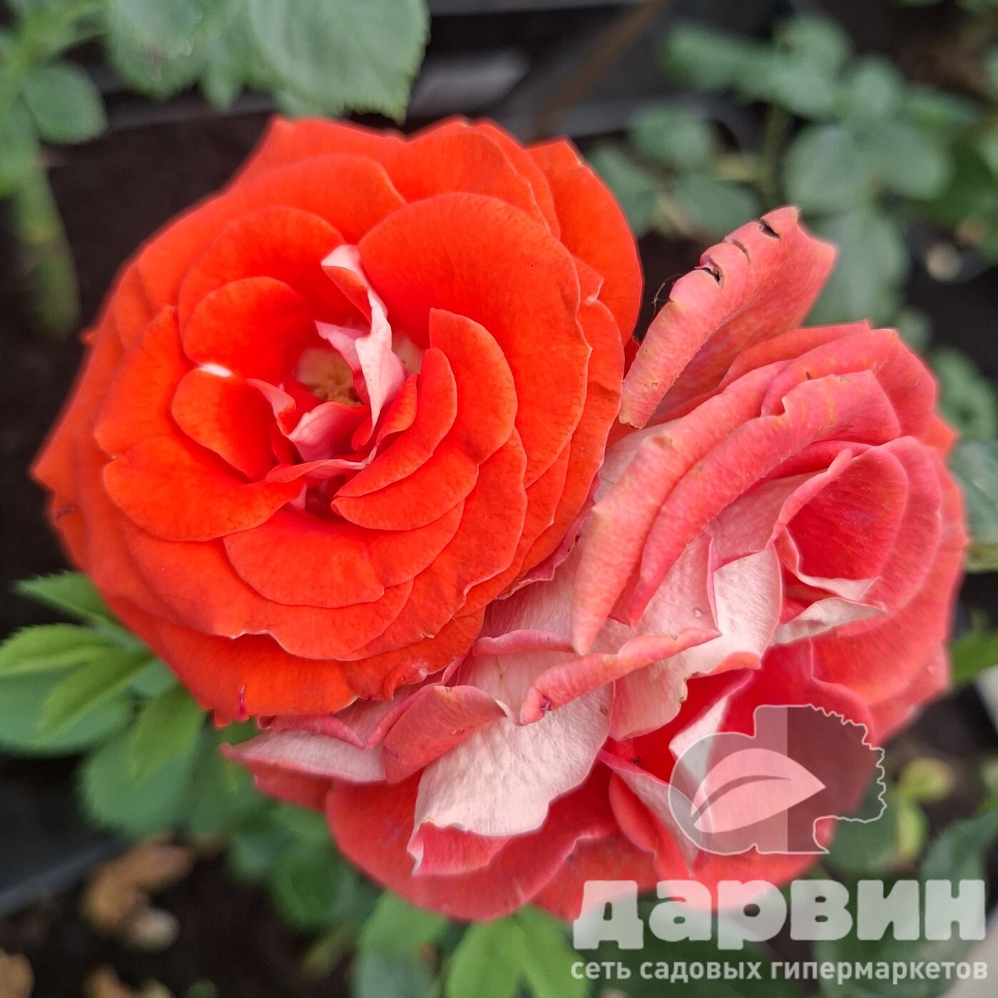 Роза спрей Задик v5 Lav 