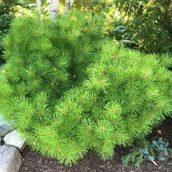 Сосна густоцветная Лоу Глоу C20 30-40 cm Sch 