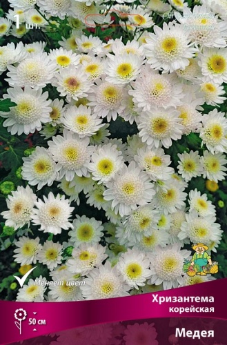 Корневище Хризантема корейская Медея I 1шт Поиск 