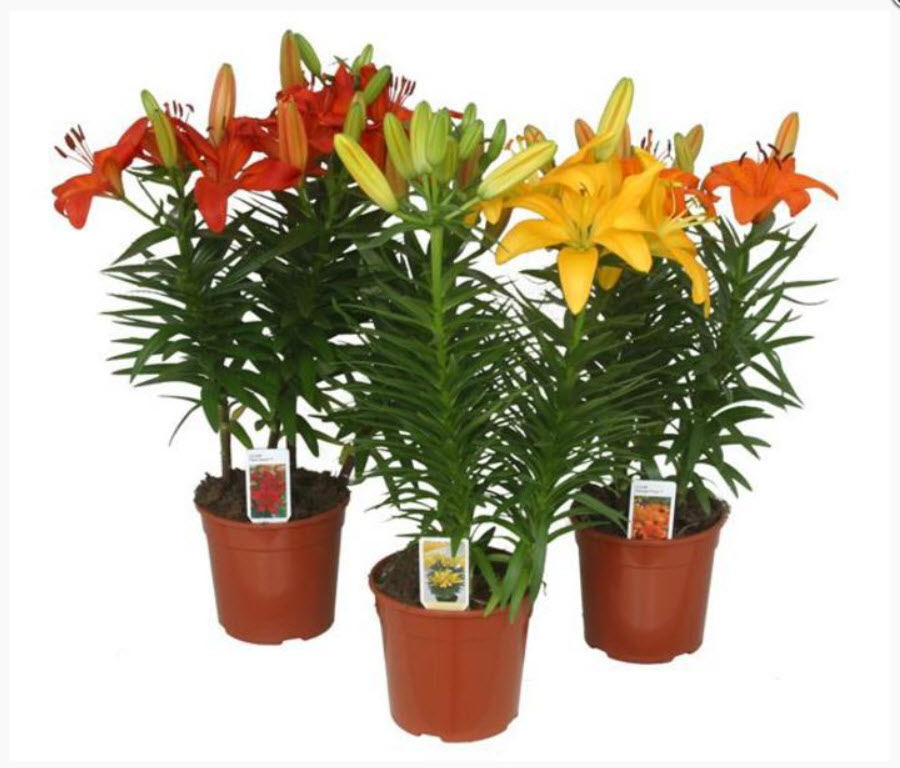 Лилия Азиатская микс 3рр d13 h40 