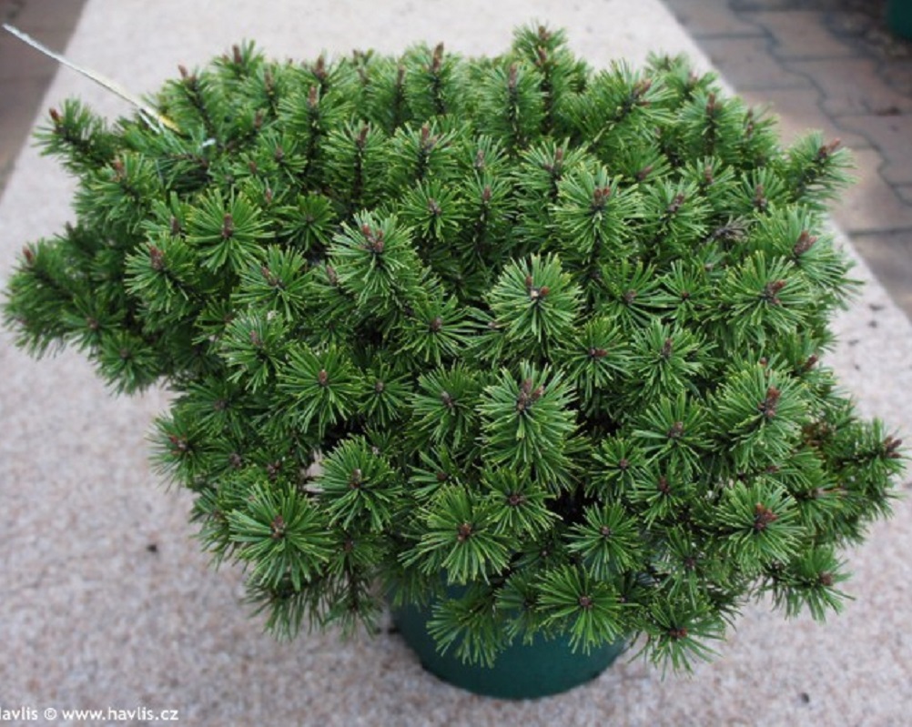 Сосна горная Хампи v2 Bor 