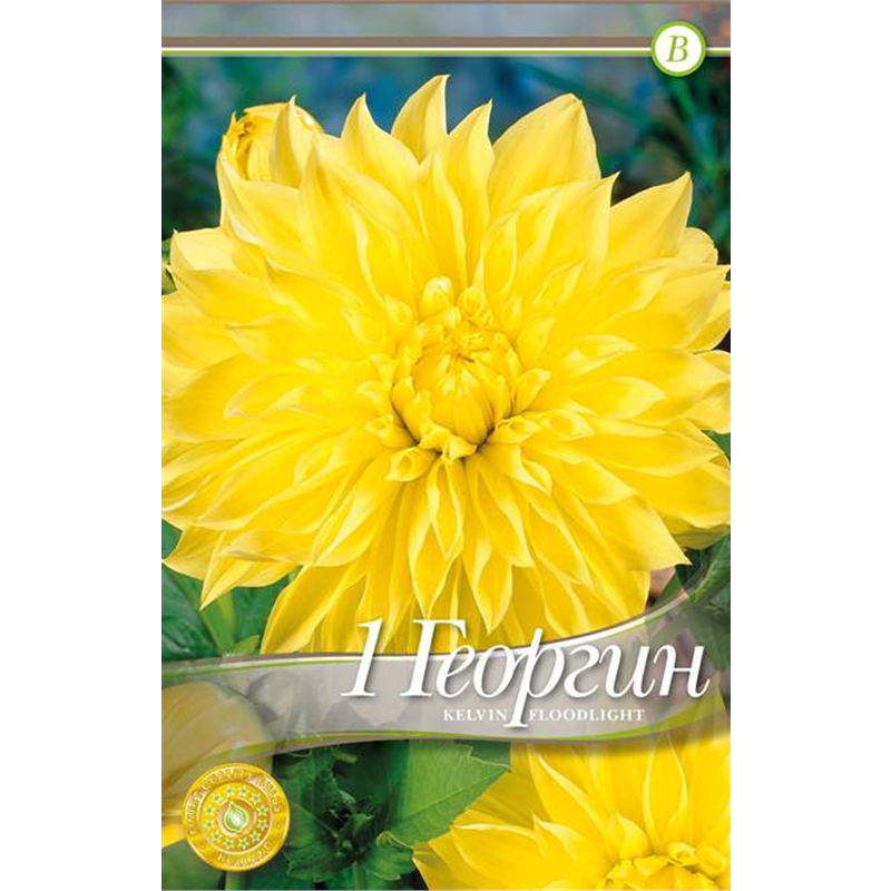 Клубень Георгина декоративного Кельвин Флудлайт I 1шт 