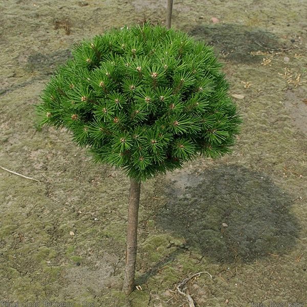 Сосна горная Уолш v5 штамб 60см Mt 